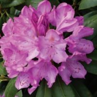 Rhododendron