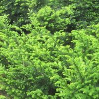 Taxus x media 'Densiformis