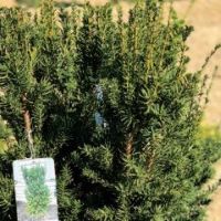 Taxus x media 'Hillii'