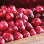 Cranberry 'Stevens'