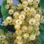 Currant Assorted
