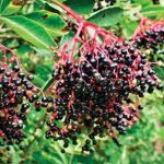 Elderberry