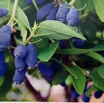 Haskap Berryblue & Borealis