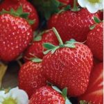 Strawberry 'Hecker' 10/roll