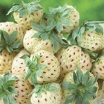 Strawberry Natural White
