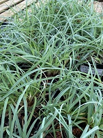 Carex Blue Zinger