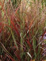 Panicum virgatum Hot Rod