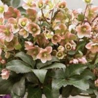 Helleborus o. Angel Glow