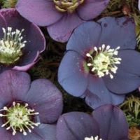 Helleborus o. Black Diamond