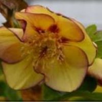 Helleborus o. Golden Sunrise