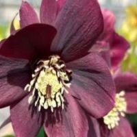 Helleborus o. Ruby Wine