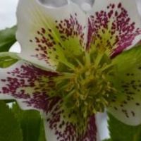 Helleborus mixed