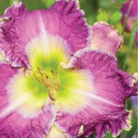 Hemerocallis Ring the Bells of
Heaven