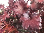 Heuchera 'Black Taffeta'