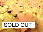 Heuchera Caramel SOLD OUT