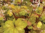 Heuchera 'Champagne'