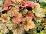 Heuchera 'Changeling'