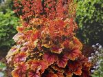 Heuchera x 'Eternal Flame'