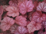 Heuchera 'Georgia Peach'