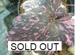 Heuchera Midnight Rose SOLD OUT