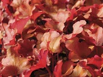 Heuchera x 'Peach Flambe'
