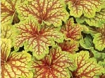 Heuchera 'Red Lightning'