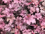 Heuchera 'Spellbound'