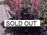 Heuchera Timeless Night SOLD OUT