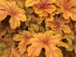Heucherella x 'Buttered Rum'