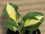Hosta Great Expectations
