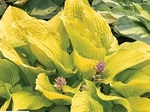 Hosta Coast to Coast