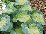 Hosta Colour Glory