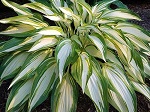 Hosta Cool As A Cucumber