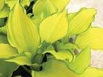 Hosta Dancing Darling