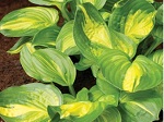 Hosta Emerald Charger