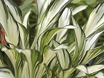 Hosta Fireworks
