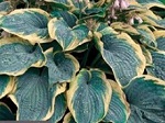 Hosta Gigantosaurus