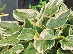 Hosta Hi Class