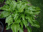 Hosta Invincible
