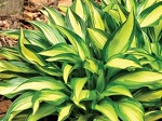 Hosta Lakeside Little Tuft