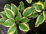 Hosta Liberty