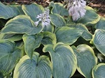 Hosta Meagan's Angel