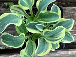 Hosta x 'Mighty Mouse'