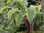 Hosta Monkey Business