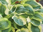 Hosta Orion's Belt