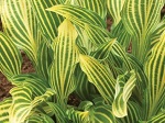 Hosta Siberian Tiger (Amime Tachi)