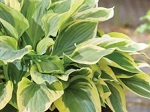 Hosta Silk Road