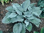 Hosta Skywriter