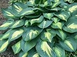 Hosta Smash Hit