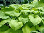 Hosta Stardust